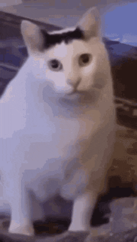 困惑地看着镜头的猫