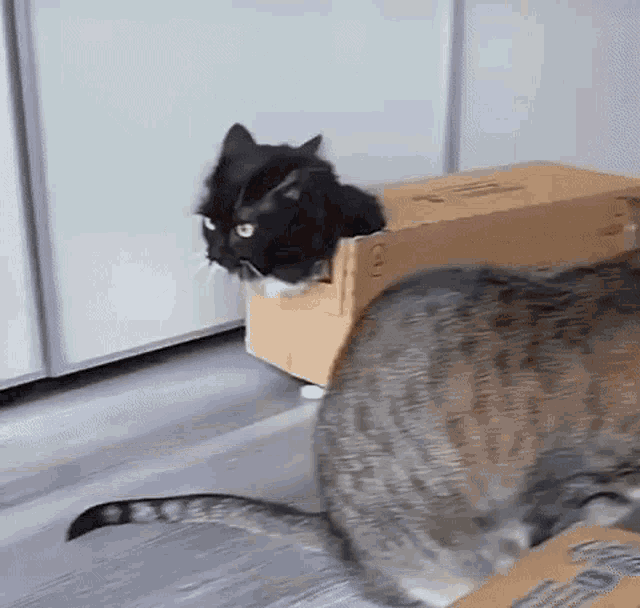 一只黑猫从纸箱里探出头